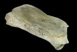 Fossil Whale Cervical Vertebra - Yorktown Formation #137609-3